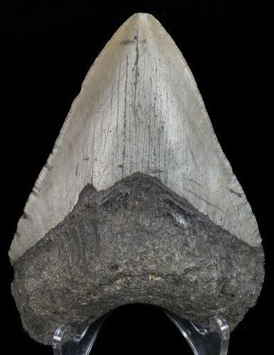 Bargain, Megalodon Tooth - North Carolina #67141